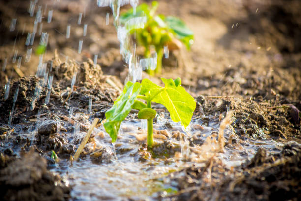 istock caring for a new life. Watering young plants. The child's hands. Selective focus. 1054230442