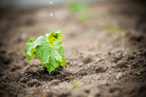 istock caring for a new life. Watering young plants. The child's hands. Selective focus. 1054230454