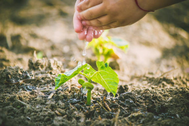 istock caring for a new life. Watering young plants. The child's hands. Selective focus. 1054230464