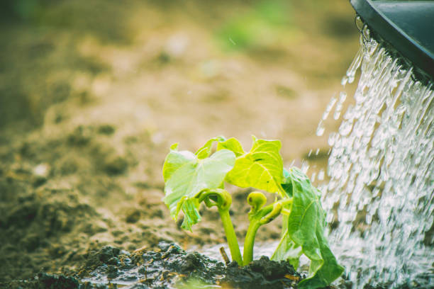 istock caring for a new life. Watering young plants. The child's hands. Selective focus. 1054230476