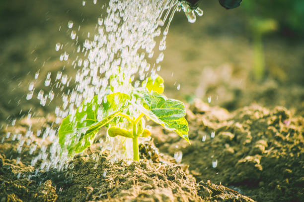 istock caring for a new life. Watering young plants. The child's hands. Selective focus. 1054230480