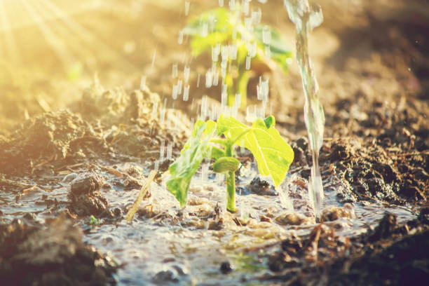 istock caring for a new life. Watering young plants. The child's hands. Selective focus. 1054230482