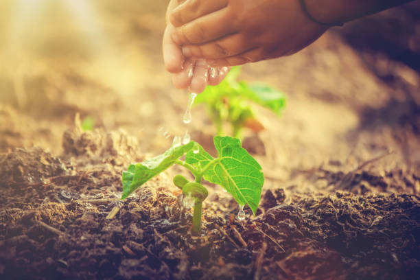 istock caring for a new life. Watering young plants. The child's hands. Selective focus. 1054230498