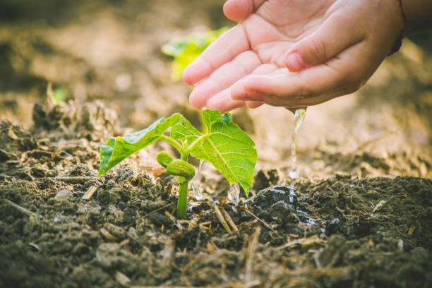 istock caring for a new life. Watering young plants. The child's hands. Selective focus. 1054230502