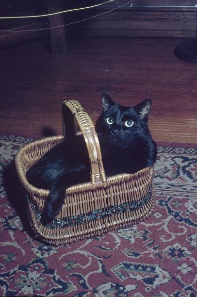 istock Black cat in wicker basket. 1054235728