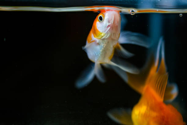 istock Goldfish floating in an aquarium at home 1054236462
