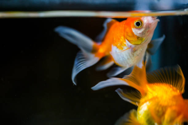 istock Goldfish floating in an aquarium at home 1054236680
