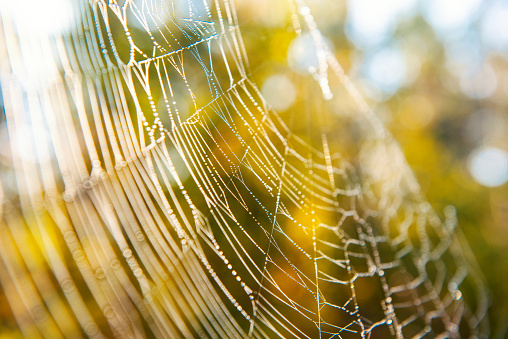 Fragile web in the autumn forest