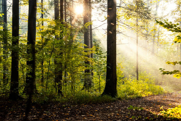 istock Forest road in autumn morning 1054241052