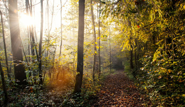 istock Forest road in autumn morning 1054241060