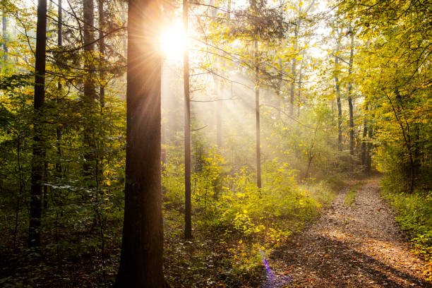 estrada da floresta, na manhã de outono - nature sunlight tree illuminated - fotografias e filmes do acervo