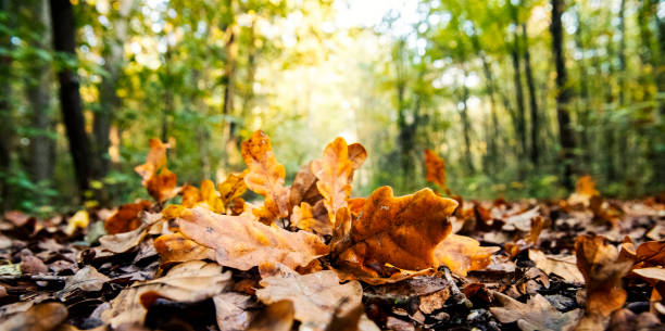 Forest road in autumn morning