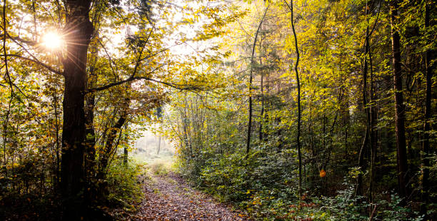 istock Forest road in autumn morning 1054241114