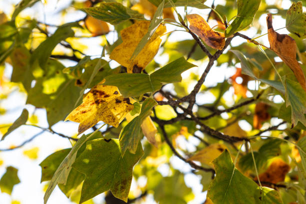 istock Yellow and green autumn leaves 1054243526
