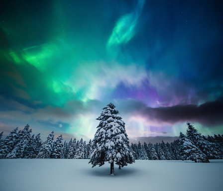 Snowcapped trees under the beautiful night sky with colorful aurora borealis.