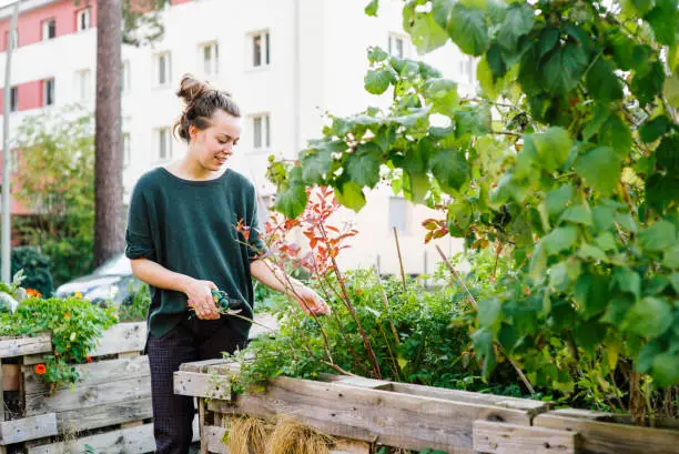 Young woman with hair bun in organic urban gardening project at raised bed