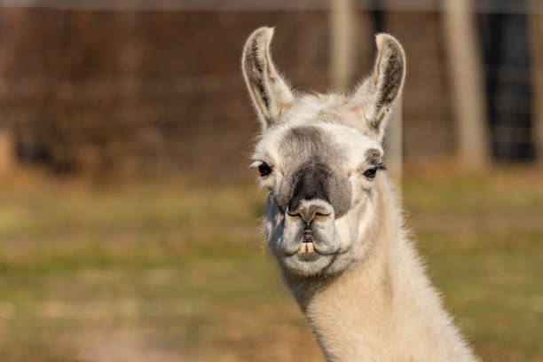 istock lama looks into the camera 1054252362