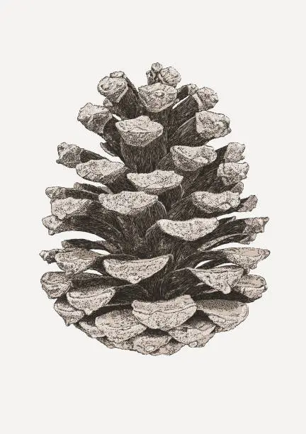 Vector illustration of Pine Cone