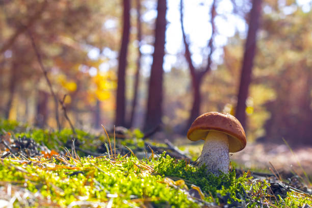 istock leccinum mushroom grow in moss 1054260828