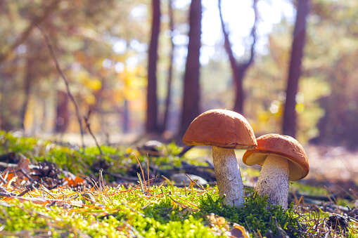 Two big Leccinum grows in sun rays forest. Mushrooms growing in sunny wood. Beautiful edible autumn raw bolete