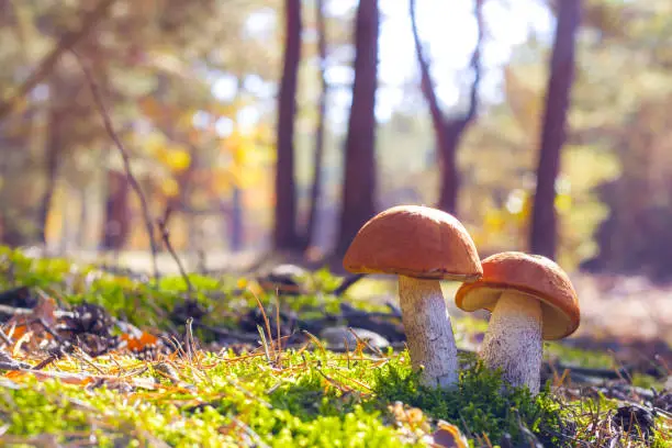 Photo of two big leccinum mushroom