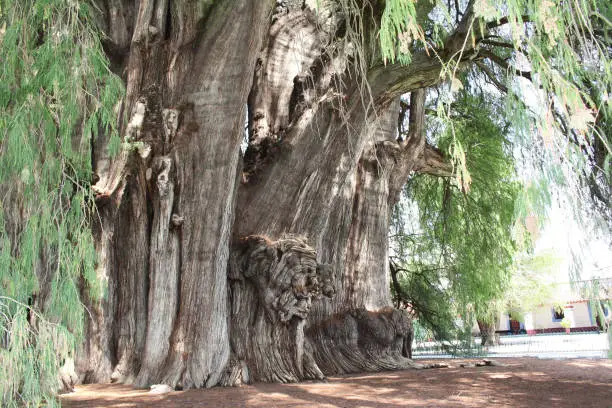 Tree of Tule (Taxodium huegelii, Montezuma cypress tree), said to be the oldest and largest tree in the world, over 2000 years old, Santa Maria del Tule, Oaxaca, Mexico. UNESCO world heritage site