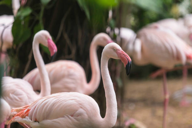 istock Pink flamingos against green background 1054266190