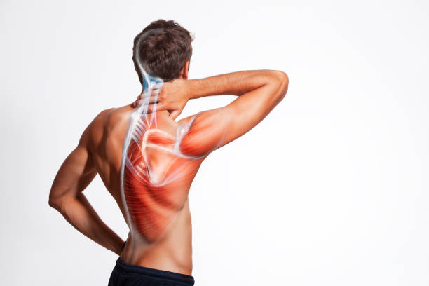istock Human body view from behind isolated on white background. 1054269716