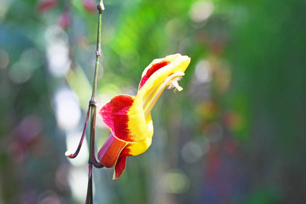 Thunbergia mysorensis