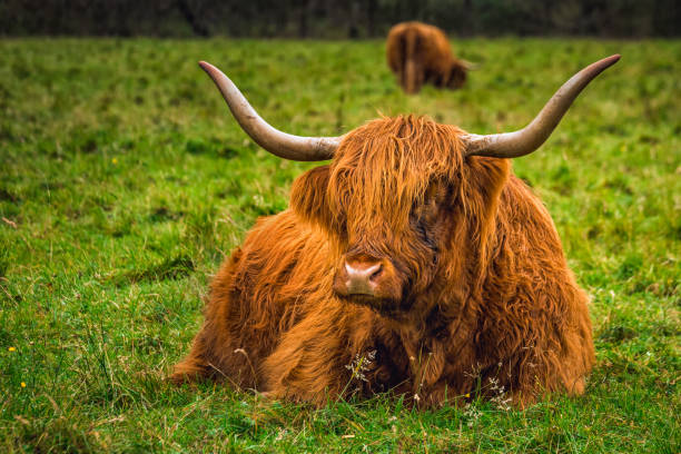 istock West Highland Scotland 1054271810