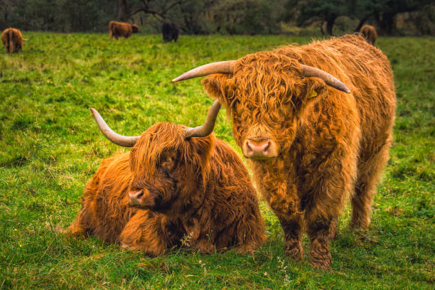 istock West Highland Scotland 1054271856