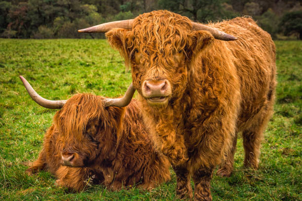 istock West Highland Scotland 1054271896
