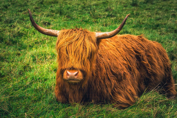 istock West Highland Scotland 1054271898
