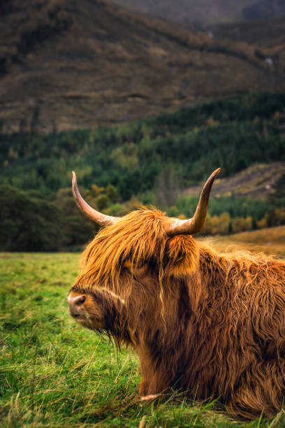 istock West Highland Scotland 1054272094