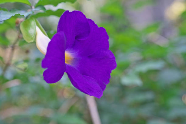 istock Thunbergia Vogeliana 1054272338