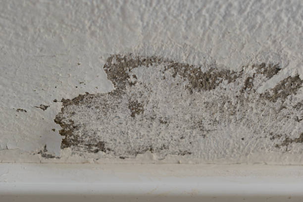 istock Peeling paint due to remaining moisture 1054285504