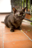 schwarze-katze-von-17-jahren-mit-diabetes-keine-menschen.jpg?b=1&s=170x170&k=20&c=9YnIq3qsIbiYZkmlwyNH--DyjXE203Z92oXKywJ0YKw=