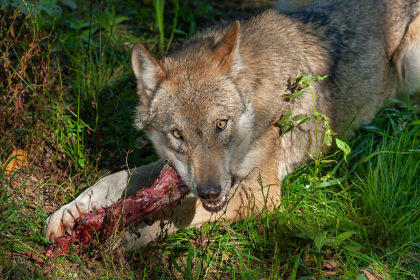 manger le loup eurasien - carnivore photos et images de collection