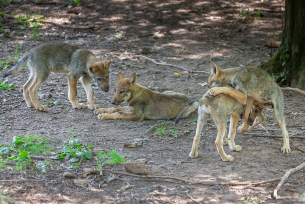 istock Eurasian wolf cubs in a forest 1054293526