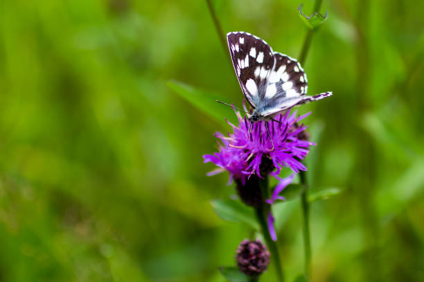 istock a Melanargia galathea, a butterfly commonly called marbled white 1054295770