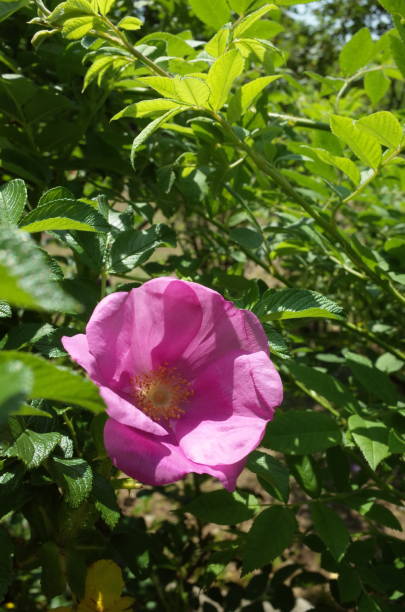 istock Rosa Rugosa - Pink 'Hamanasu' 1054297752