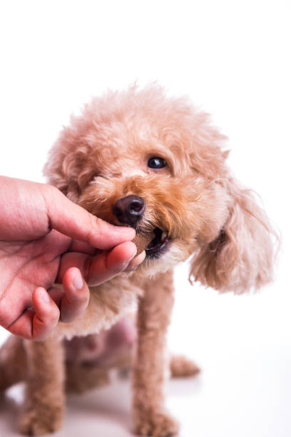 istock Hand feeding pet dog with chewable to protect from heartworm 1054300066