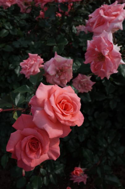 Rose - Light Pink 'Faberje' stock photo