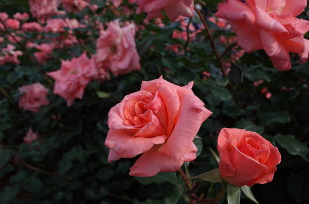 istock Rose - Light Pink 'Faberje' 1054302788