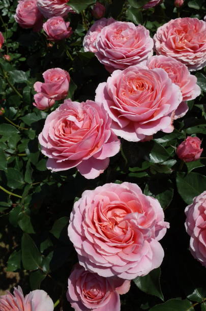 Rose - Light Pink 'Romantic Antike' stock photo