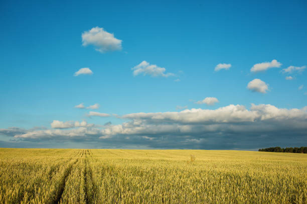istock Field with wheat in daylight. Overall plan 1054305100