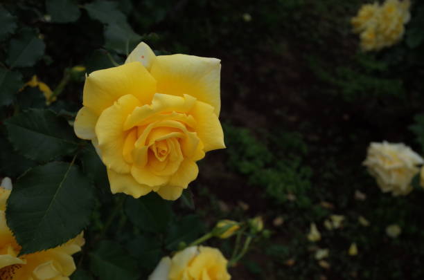 istock Rose - Yellow 'Goldmarie' 1054306294