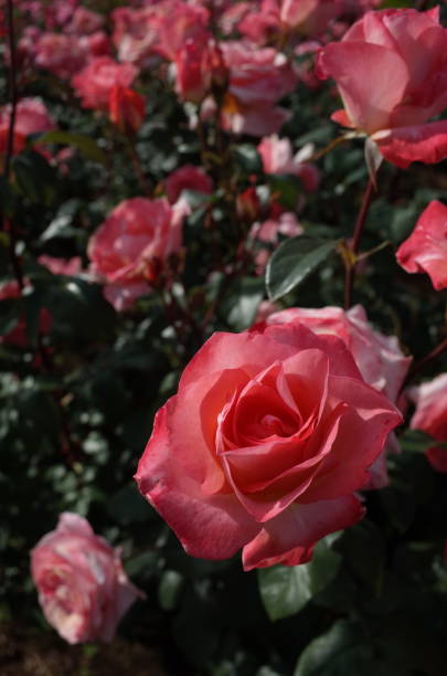 istock Rose - Light Pink 'Flower Girl' 1054307224