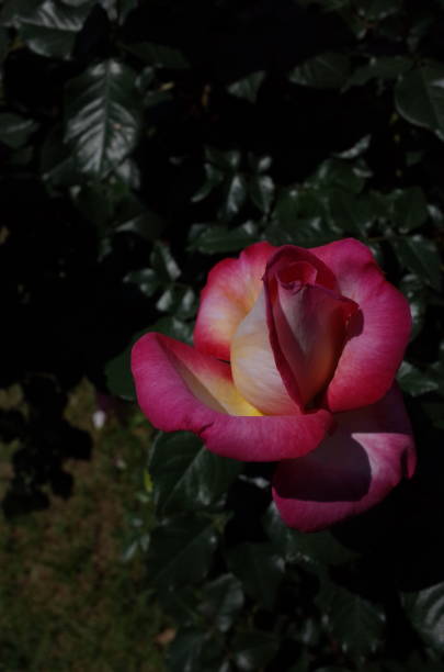 istock Rose - White and Light Pink 'California Dreaming' 1054309472