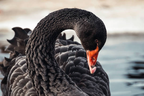 schwarzer schwan (cygnus olor), winter, nahaufnahme - black swan stock-fotos und bilder